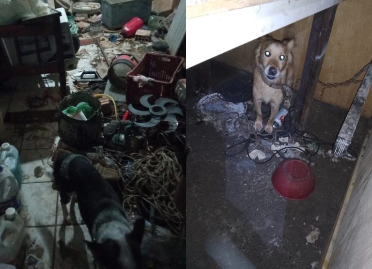 Animais que sofriam maus-tratos são resgatados em local insalubre no Cidade Nova, em Itajaí
