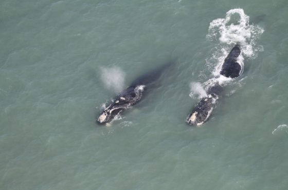 61 baleias-francas são avistadas na costa de Santa Catarina