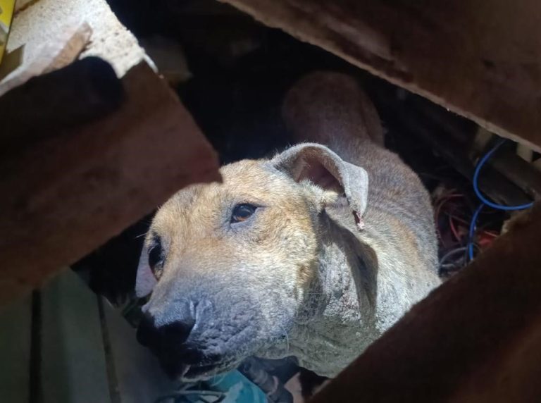 Cão debilitado em situação de maus-tratos é resgatado no Nova Esperança