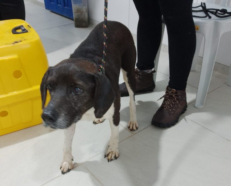 GM Ambiental de Itajaí resgata cão ferido na Praia de Cabeçudas