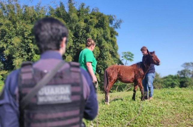 Égua furtada da Unidade de Acolhimento Provisório de Animais (UAPA) é recuperada