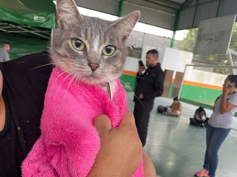 Mutirão de castração chega ao bairro Santa Regina em Camboriú