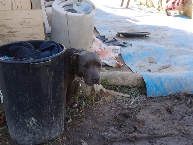 GM Ambiental de Itajaí resgata animais em situação de maus-tratos no Espinheiros