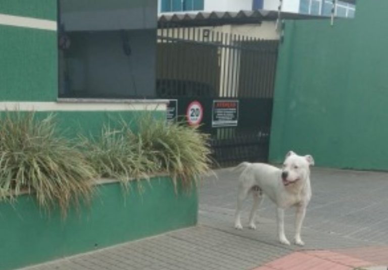 Pitbull solto no Bairro São Vicente apavora moradores