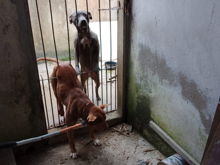 Pit bull fica preso em grade e é resgatado pela GM Ambiental e Bombeiros de Itajaí