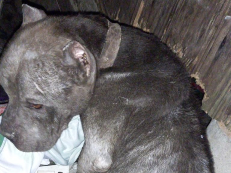 Polícia Militar e GOR resgatam cão vítima de maus tratos no Monte Alegre