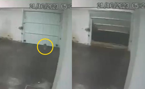 Desaparecimento misterioso de cachorro intriga tutoras em Balneário Camboriú 1 caozinho