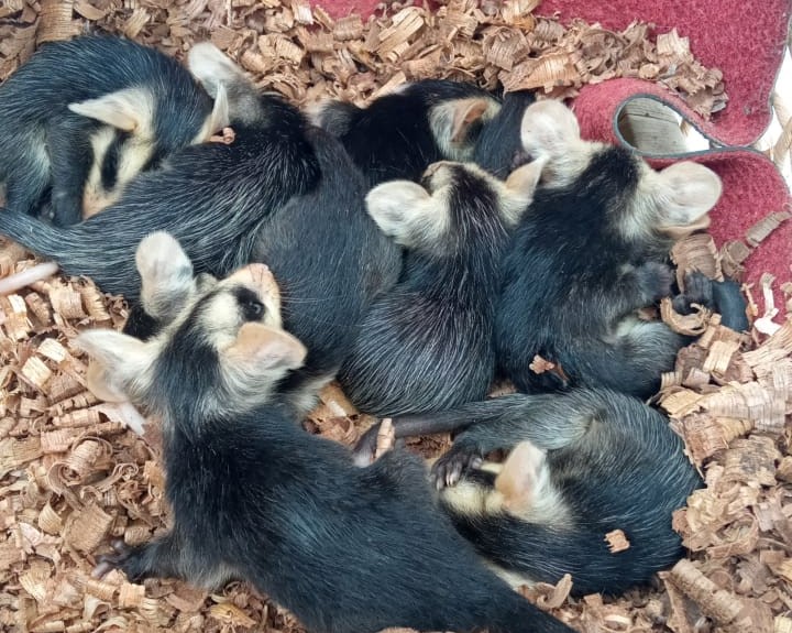 Cão ataca mãe gambá e oito filhotes órfãos são resgatados pela GM de Itajaí