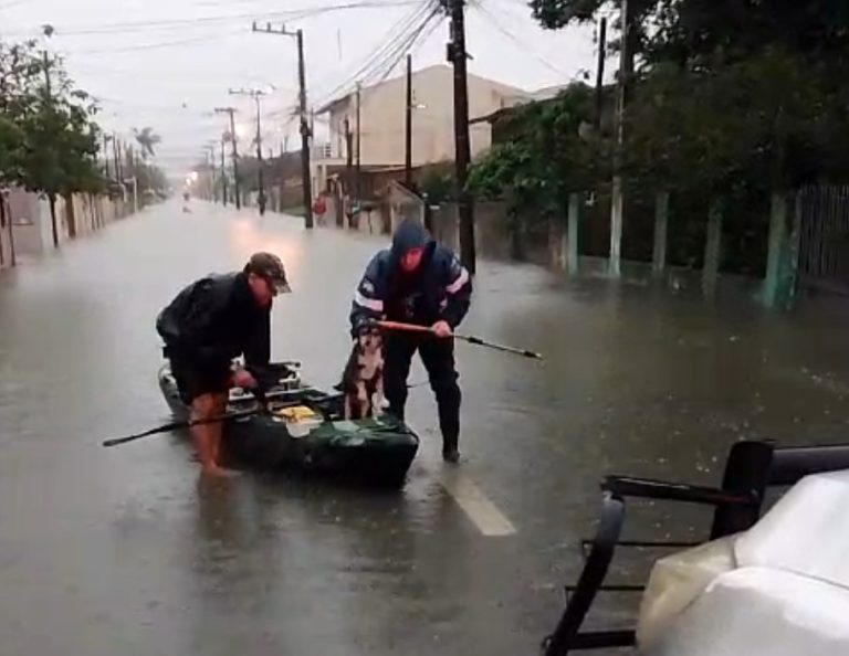 GM de Itajaí resgata cães em casas alagadas