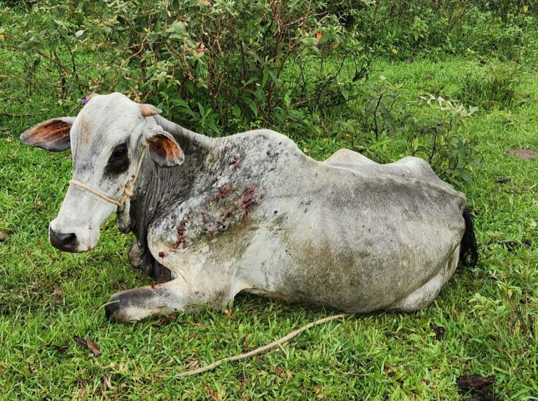 Operação Salvação do Rebanho combate maus-tratos a animais em Santa Catarina