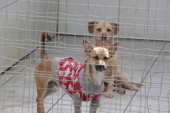 Prefeitura de Balneário Camboriú abre 500 vagas para castração gratuita de cães e gatos