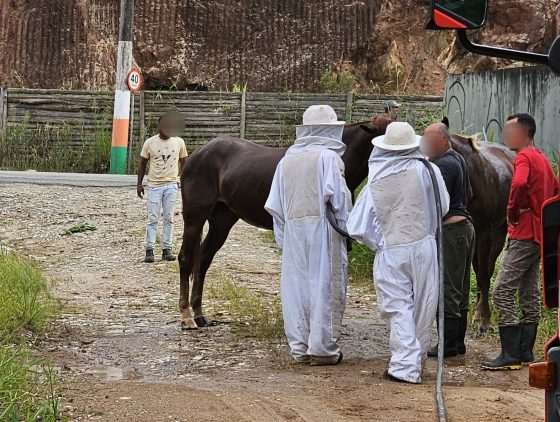 Corpo de Bombeiros resgata cavalos de ataque de abelhas em Camboriú