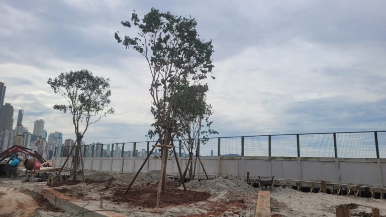 Obra de reurbanização da orla de BC inaugura a fase de plantio de árvores