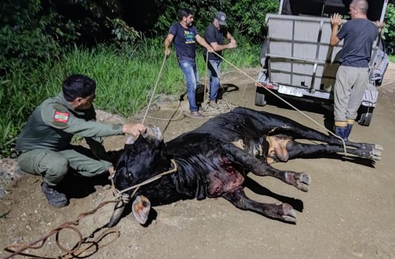 Animal ferido em ‘farra do boi’ é resgatado no morro de Laranjeiras
