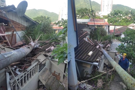 Coqueiro cai sobre telhado em Itajaí após base ser danificada por umidade