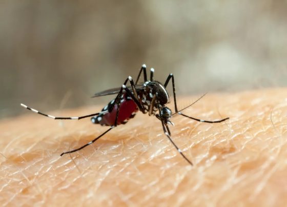 Dengue: Balneário Camboriú registra 723 casos em uma semana