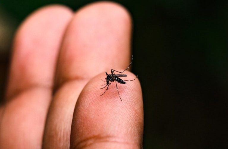 Dengue: Balneário Camboriú registra 626 novos casos nesta sexta-feira, 17