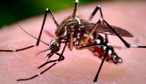 Dengue: Balneário Camboriú soma 1726 casos positivos