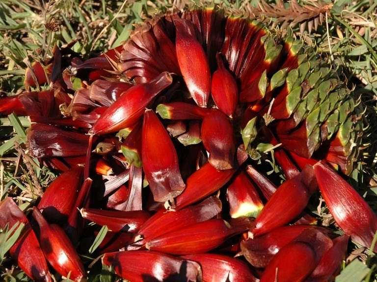 Santa Catarina antecipa colheita de pinhão com aumento de 30% na produção