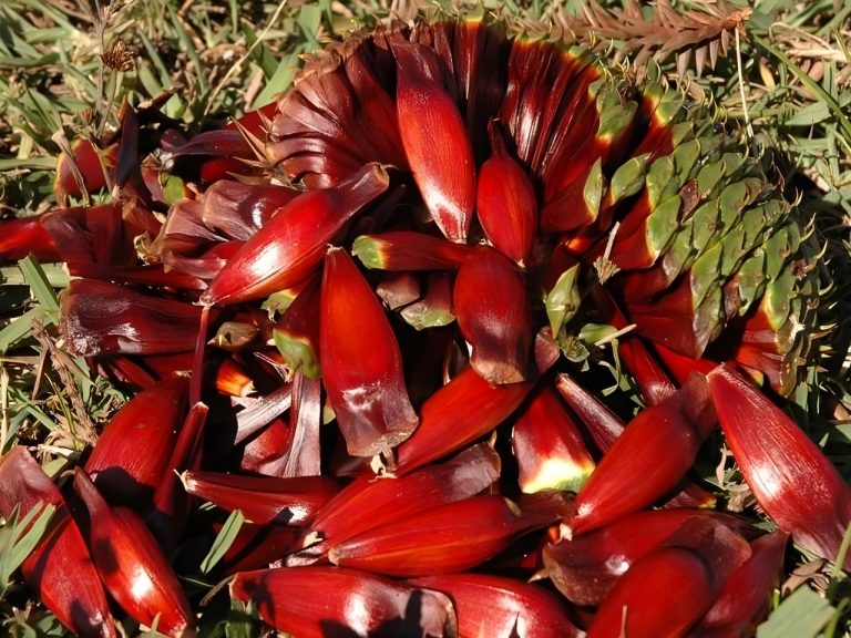 Santa Catarina antecipa colheita de pinhão com aumento de 30% na produção