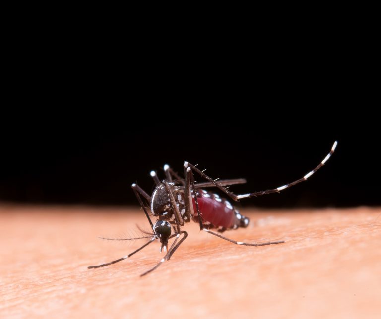 Quarto óbito por dengue é confirmado em Balneário Camboriú em 202