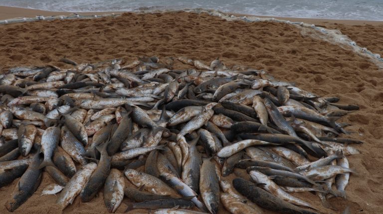 Deu tainha: mais de 700 peixes são capturados em praia de Balneário Camboriú